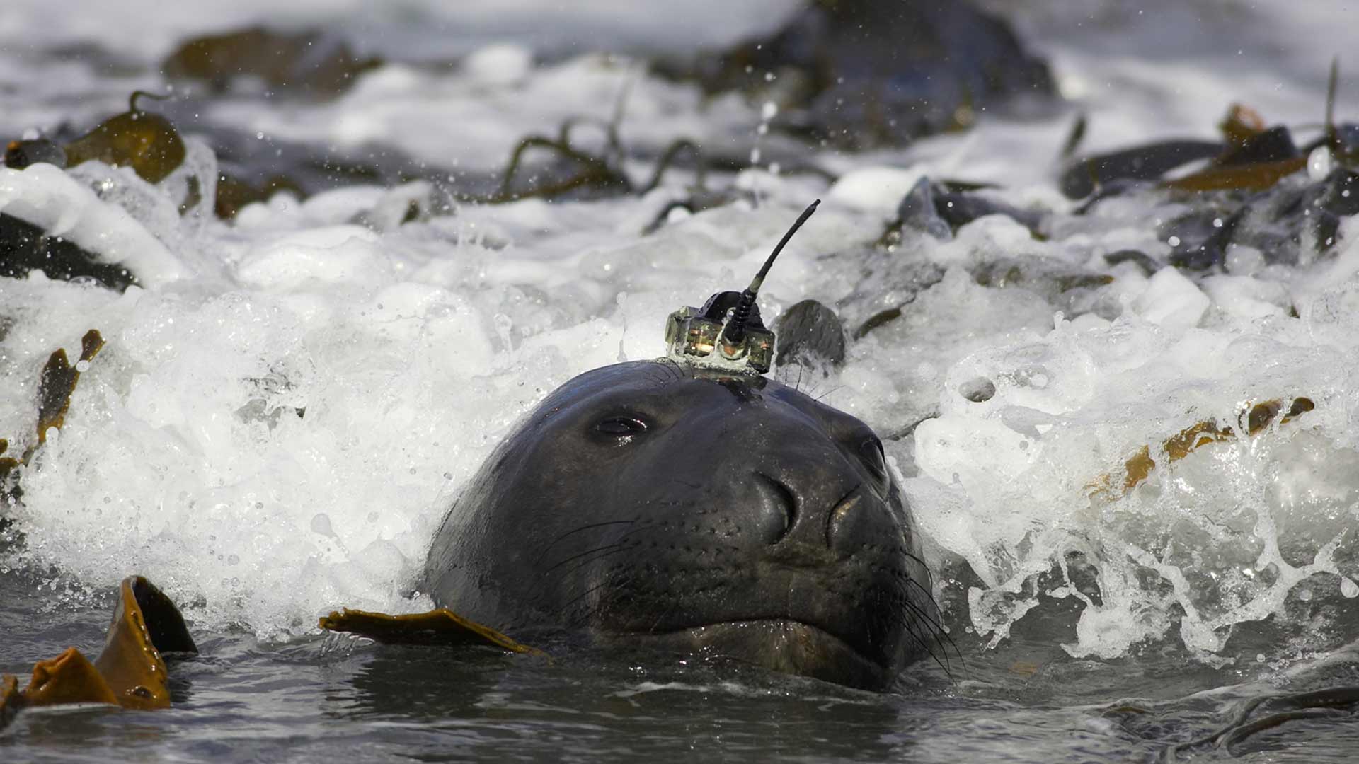 ENSTA Bretagne : acoustique passive - écoute des mammifères marins