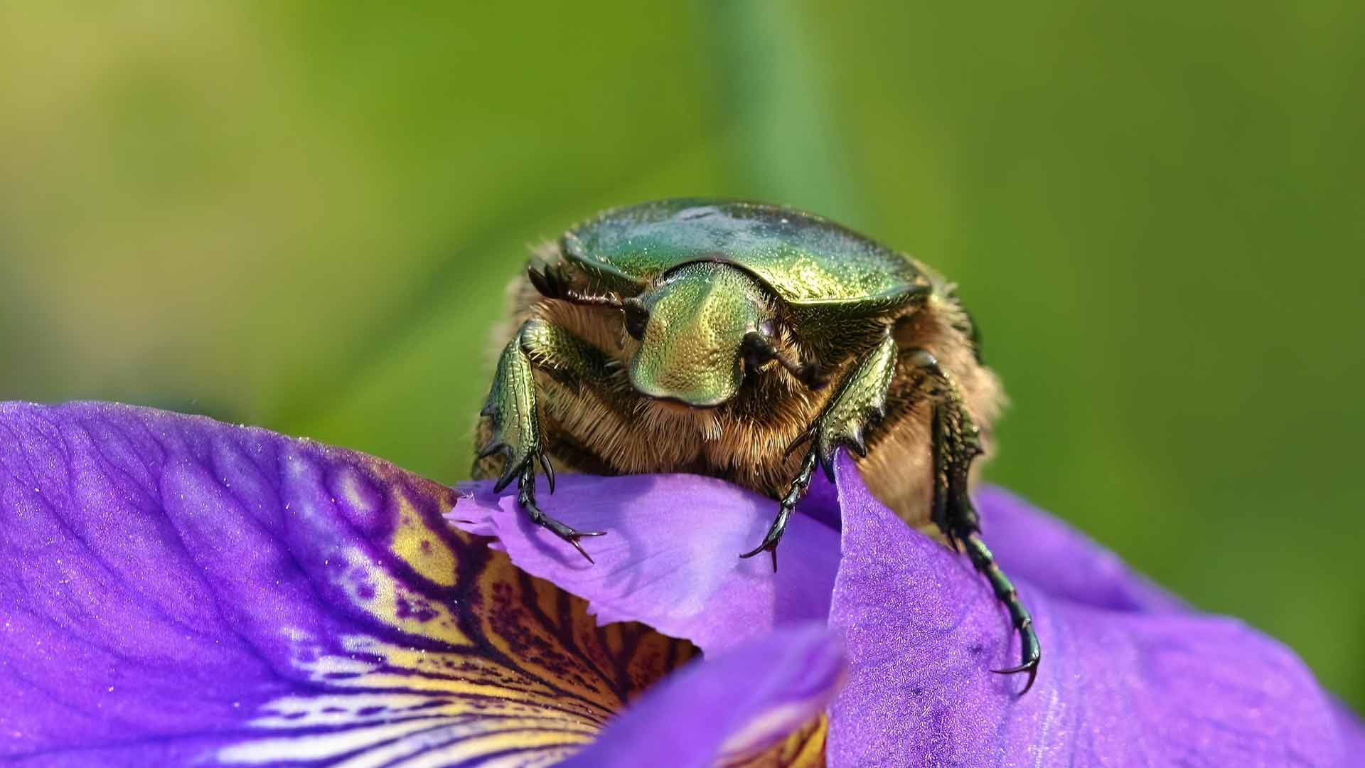 scarabée doré sur une fleur